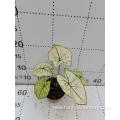 caladium ruxue with lower price